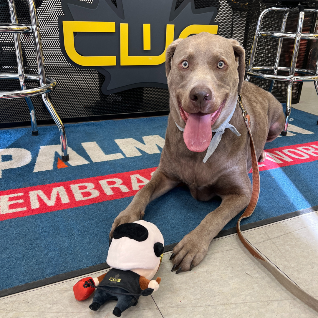 Silver Labrador with Welder dog toy